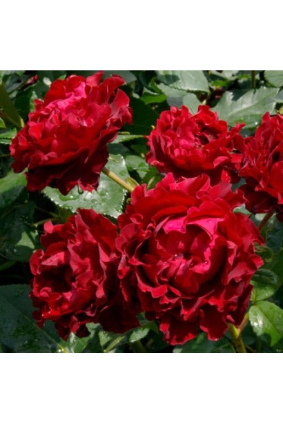 Квіти троянди ‘Омаж а Барбара’ після дощу